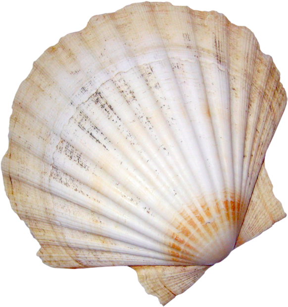 Arte De Conchas, Conchas Marinas, Costero, Blog, Fotos, - Coquillage Png (600x630), Png Download