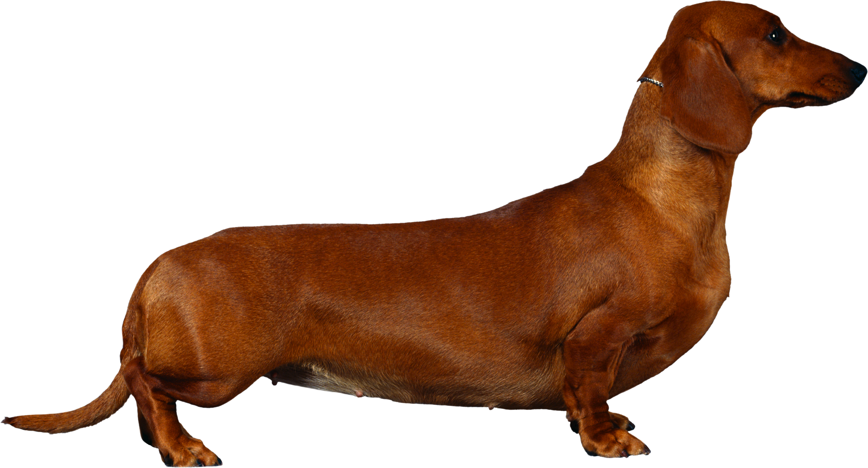 Dog Png - Dachshund Cocker Spaniels (2955x1593), Png Download