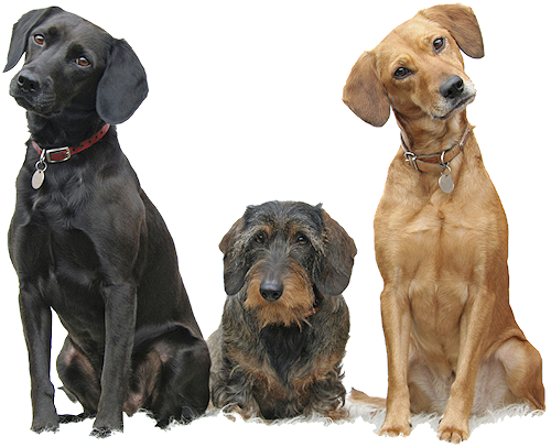 Dog Walking Png - Dogs Sitting (500x406), Png Download
