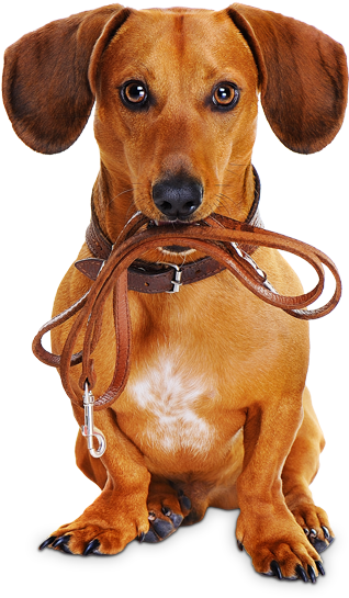 Reserve Now - Dog With Leash Png (346x553), Png Download