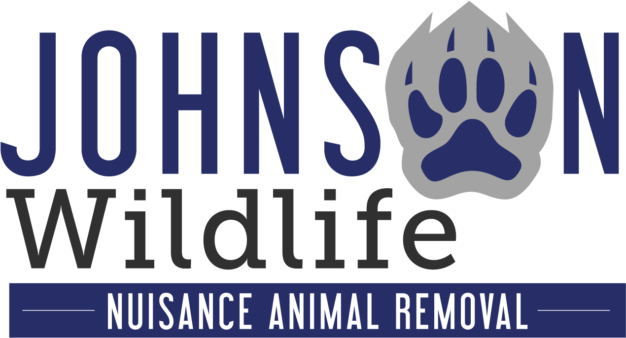 Johnson Wildlife (1300x702), Png Download