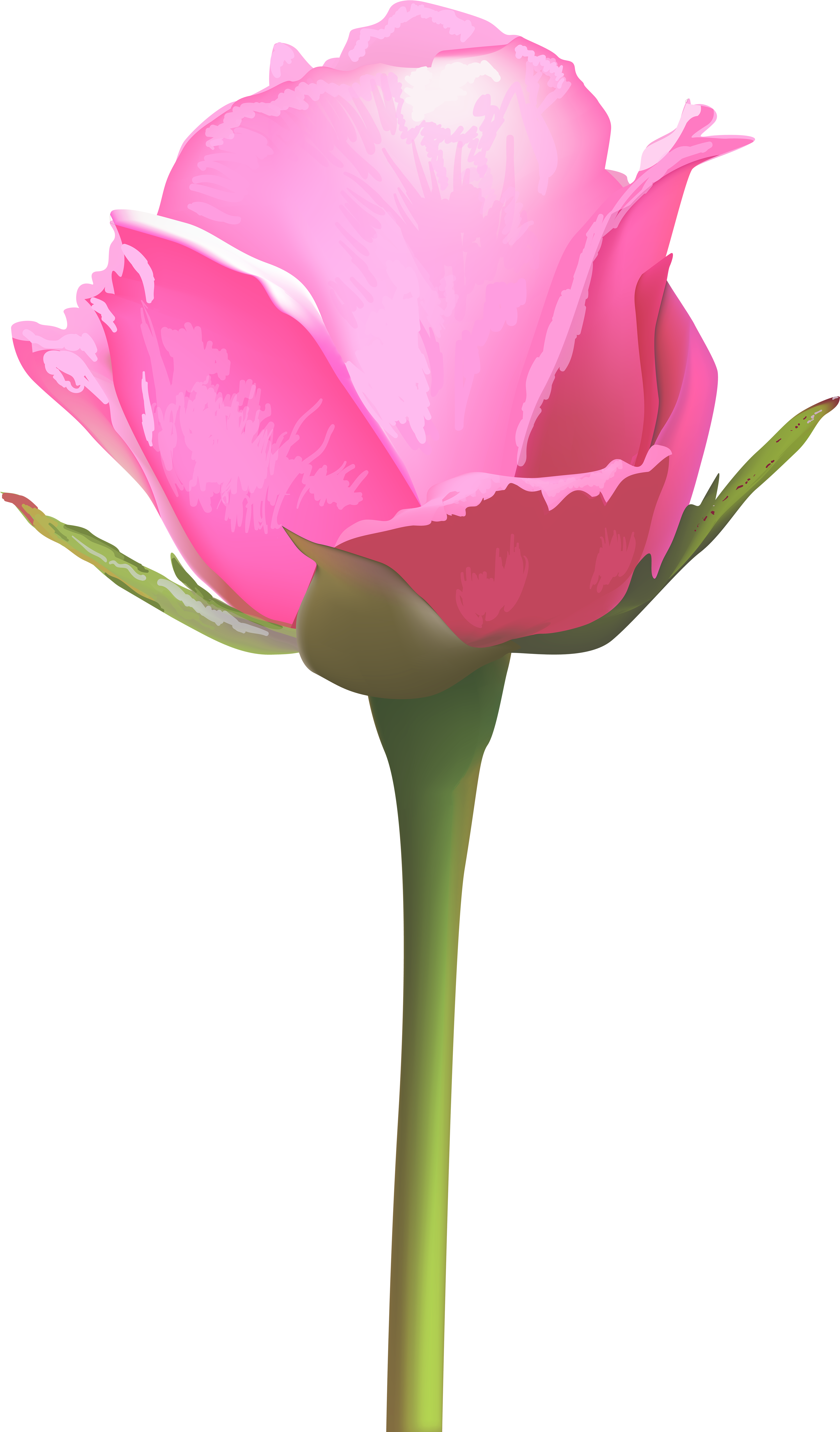 Single Pink Rose Png (4736x8000), Png Download
