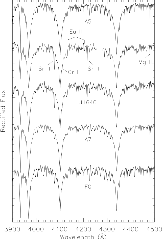 Spectra Of J1640 Compared To Mk Standard Stars As Labeled - Michael Kors (676x945), Png Download
