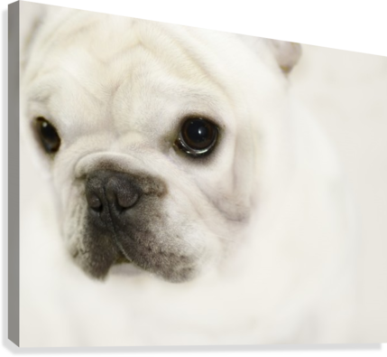 Cute Eyes Canvas Print - French Bulldog (429x395), Png Download