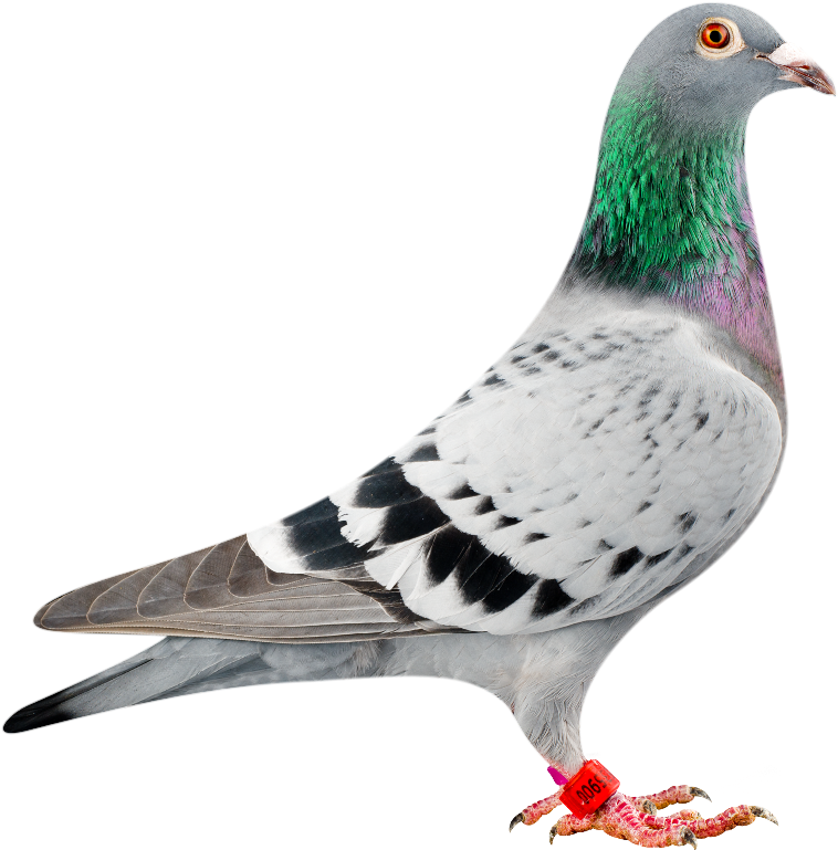 Amigo 900 Bred In Conjunction With Peter Van Der Merwe - Pigeon Sport (885x768), Png Download