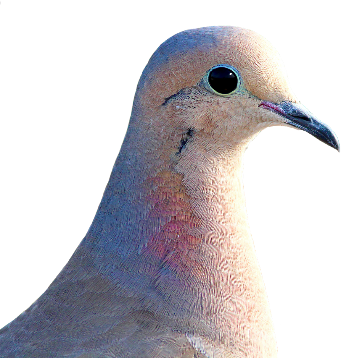 Dove City Pigeon Collared - Mourning Dove Transparent Background (1274x1280), Png Download
