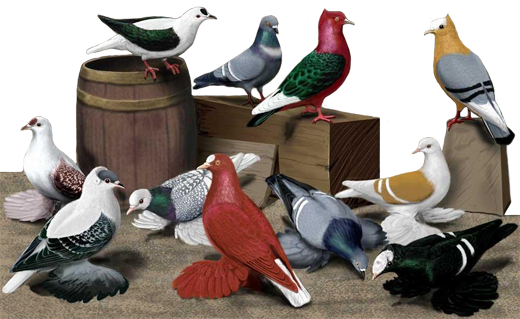 Pigeon Photos Free Download (520x319), Png Download