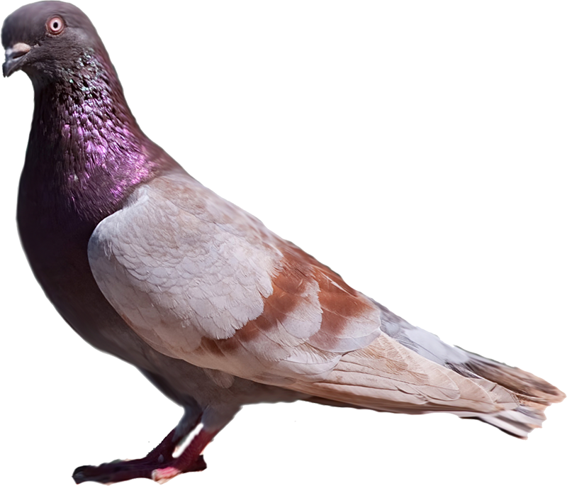 American Racing Pigeon Union - Rock Dove (800x685), Png Download