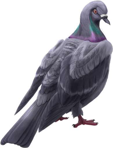 Lol Cms 218 Article - Rock Dove (975x631), Png Download
