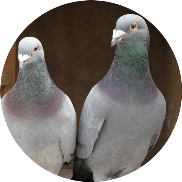 Best Breed Pigeon For Sale (618x618), Png Download