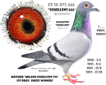 Filipi Team - Poštovní Holubi - Racing Pigeons - 賽鴿 - Racing Pigeon Slovakia (439x340), Png Download