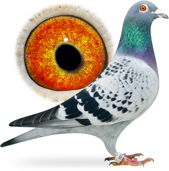 Special Pigeon Bred By Frans Rutten, 100% C & G Koopman - Rock Dove (556x565), Png Download