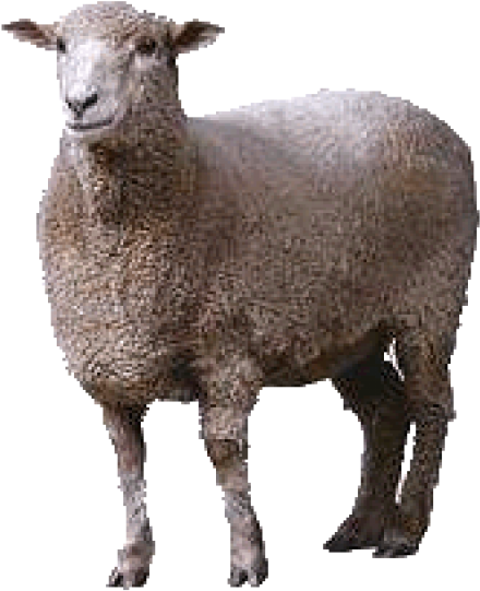 Sheep Png Free Download - Sheep Png (600x600), Png Download
