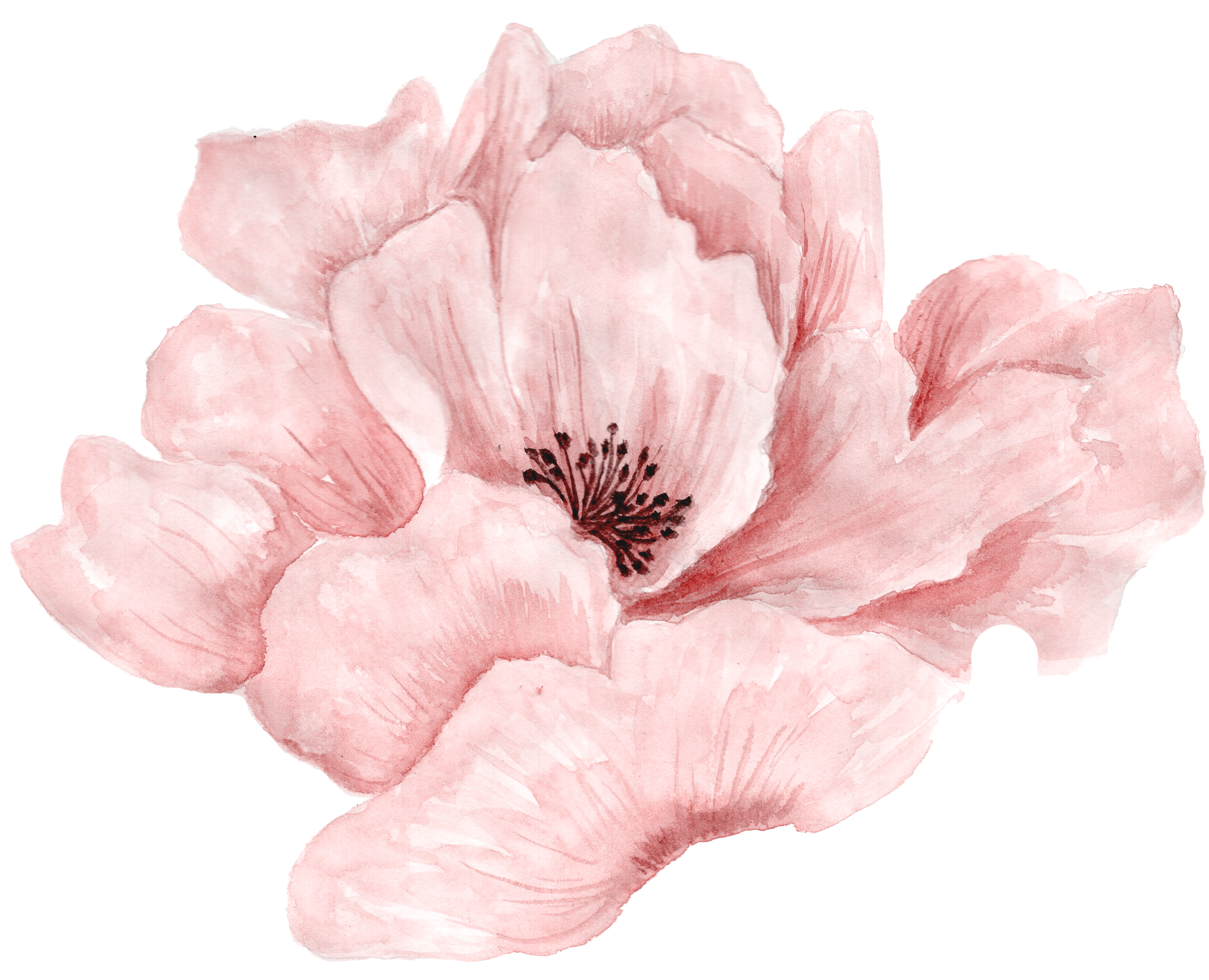 Watercolors - Pink Flowers Png (2523x2092), Png Download