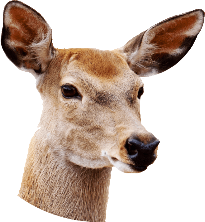 Female Deer Close Up - Deer With White Background (854x886), Png Download