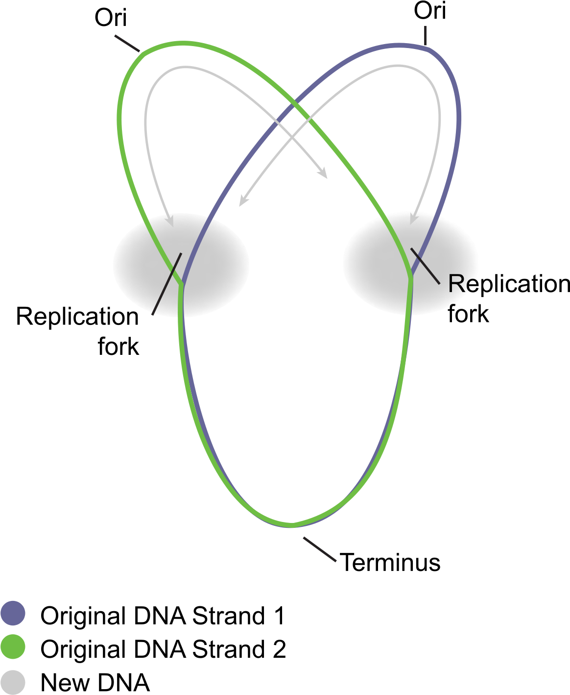 Diagram (1200x1468), Png Download