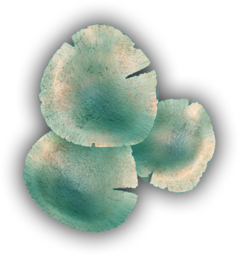 06 Feb 2009 - Mexican Pinyon (344x369), Png Download