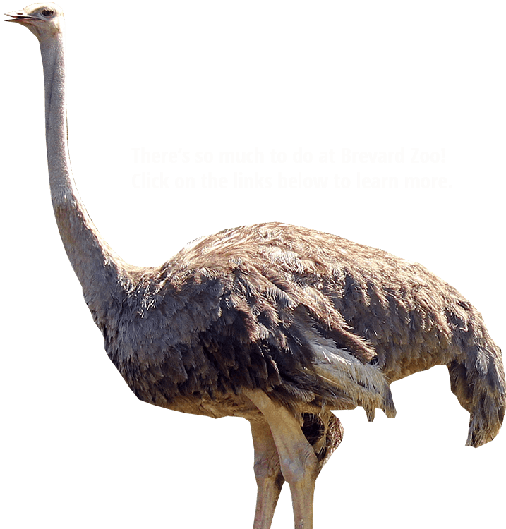 Download Animals Png Images Image - Ostrich Png (717x750), Png Download