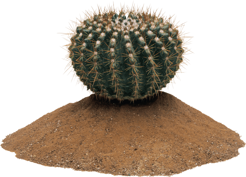 Free Png Cactus Png Images Transparent - Png Transparent Cactus Png (850x612), Png Download