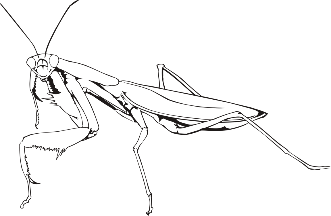 Banner Library Insect European Chevrolet Free Commercial - Praying Mantis Line Drawing (1152x750), Png Download