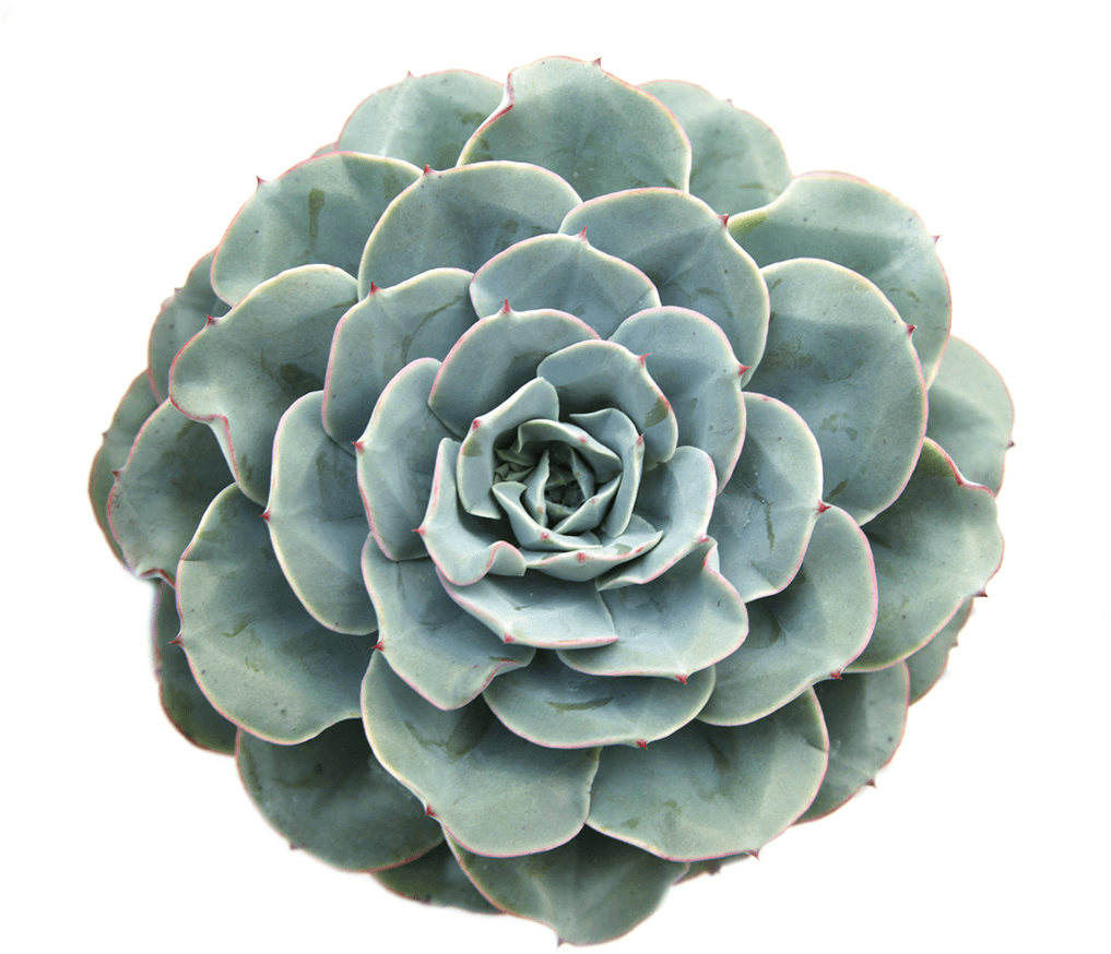 Succulent Cactus Plant Plantsarefriends Tumblr Arthoe - Succulent Plant (1024x1024), Png Download