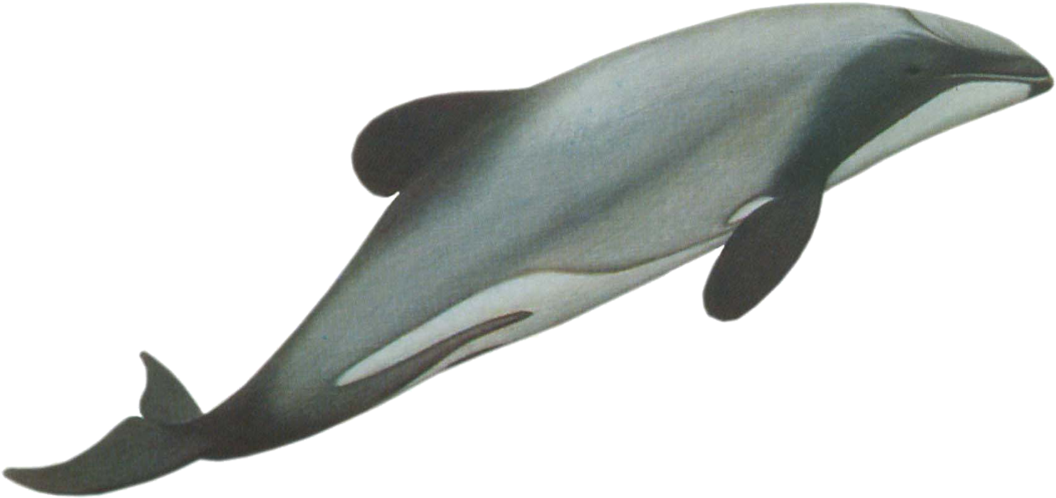 Cephalorhynchus Hectori Png (1500x724), Png Download