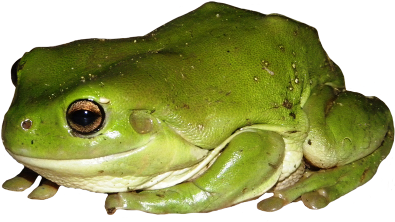 Clip Art Free Download Clip Art Green Tree - Green Tree Frog Png (827x620), Png Download
