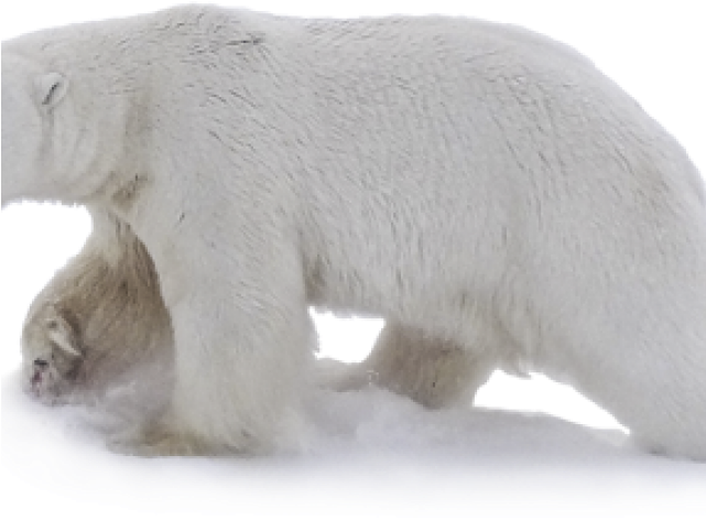 Polar Bear (640x480), Png Download