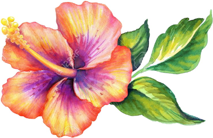 Hawaiian Flower Drawings Watercolour (739x480), Png Download