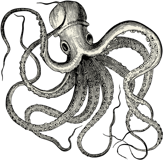 Download - Octopus Vintage (590x594), Png Download