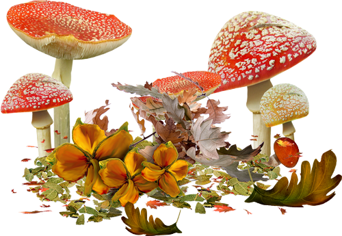 Visit - Tubes Automne Pour Créations (500x345), Png Download
