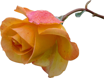 Mother's Day Rose Card (400x301), Png Download