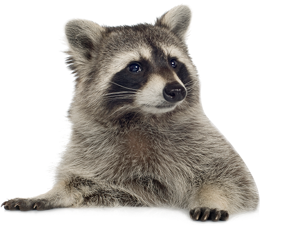 Visit - Raccoon Png (600x500), Png Download