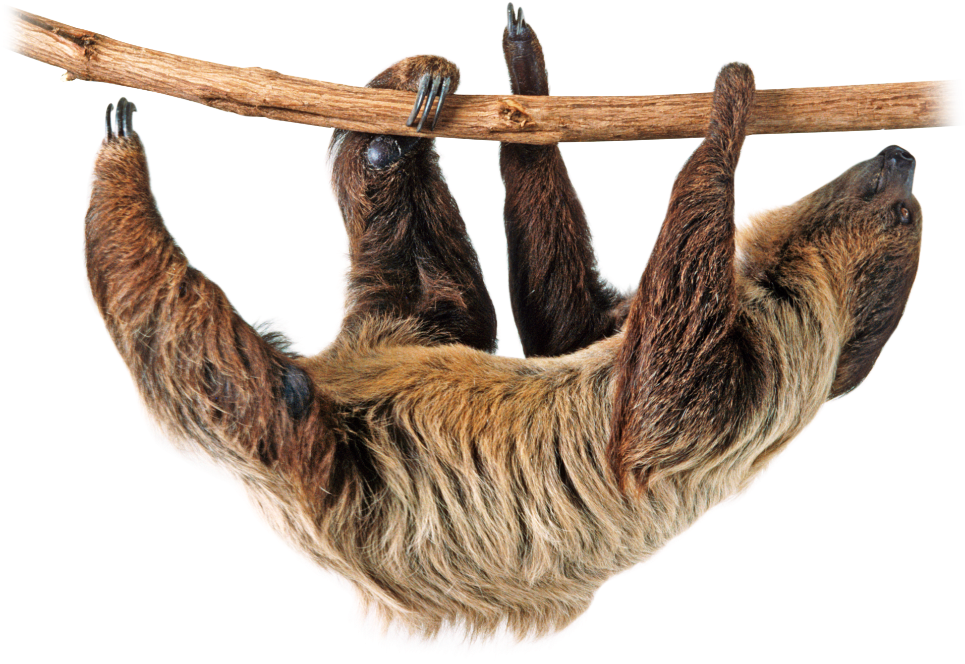 Png Image Animals Animales Animais Pinterest - Two Toed Sloth Png (1440x1440), Png Download