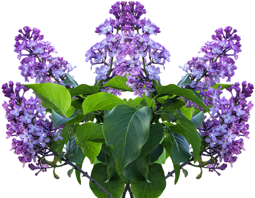 *ver Y Descargar 8 Imagenes Flores Png Hd Rosa Lila (960x676), Png Download