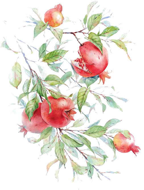 Watercolor Painting Pomegranate Drawing Flower Painting - Pomegranate Watercolor (564x721), Png Download