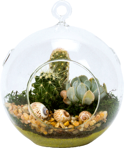 5" Glass Globe Succulent Plant Terrarium - Auction (500x500), Png Download