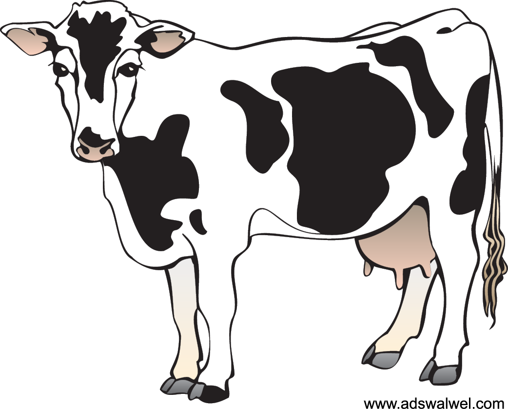 Cattle Clipart Nativity - Clipart Of A Cow (1042x840), Png Download