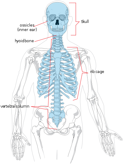 Axial Skeleton - Axial Skeleton Diagram (418x599), Png Download