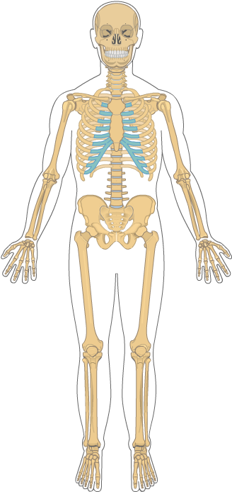 Full Skeleton - Skeleton (440x700), Png Download