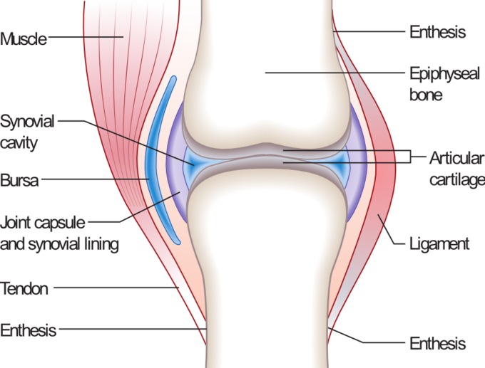 Synovial Joint Gcse Pe (680x517), Png Download