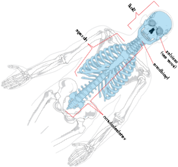 Download Skeleton Diagram Without Labels - HD Transparent PNG - NicePNG.com