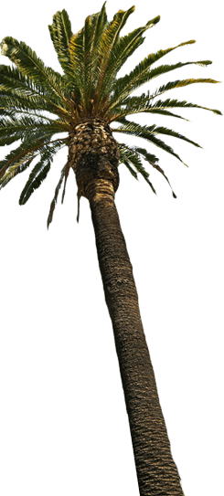 Big Palm Tree - Licking Giraffe And Palm Trees Jack's Outlet Inc. Passport (245x543), Png Download
