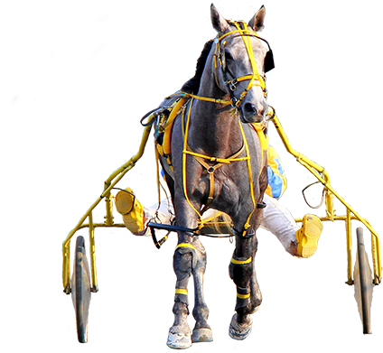 Harness Racing - - Harness Horse Png (660x390), Png Download