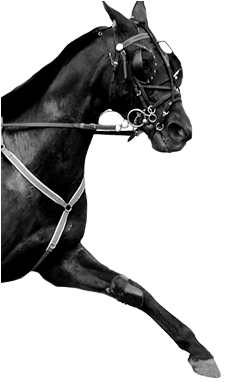 Horse Racing - Racing (350x385), Png Download