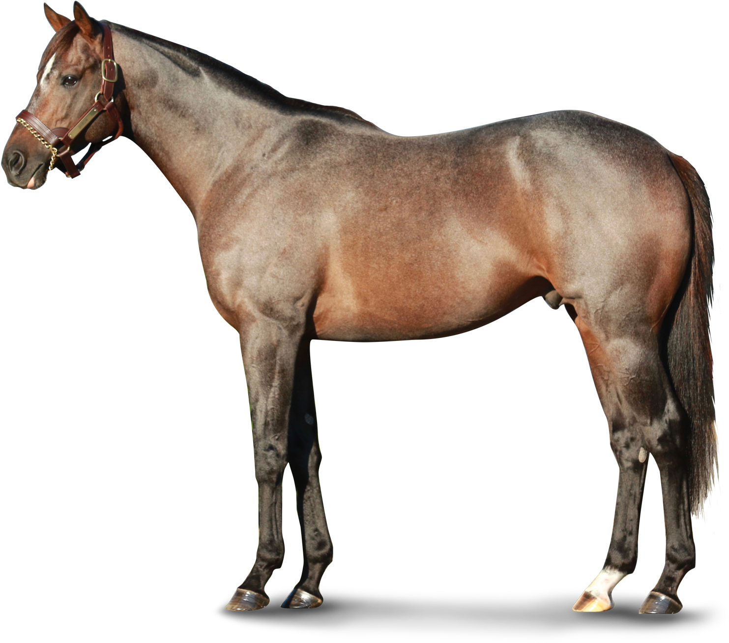 Horse (1800x1371), Png Download