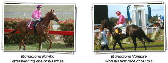 Mandalong Rambo After Winning One Of His Races & Mandalong - Stallion (570x225), Png Download