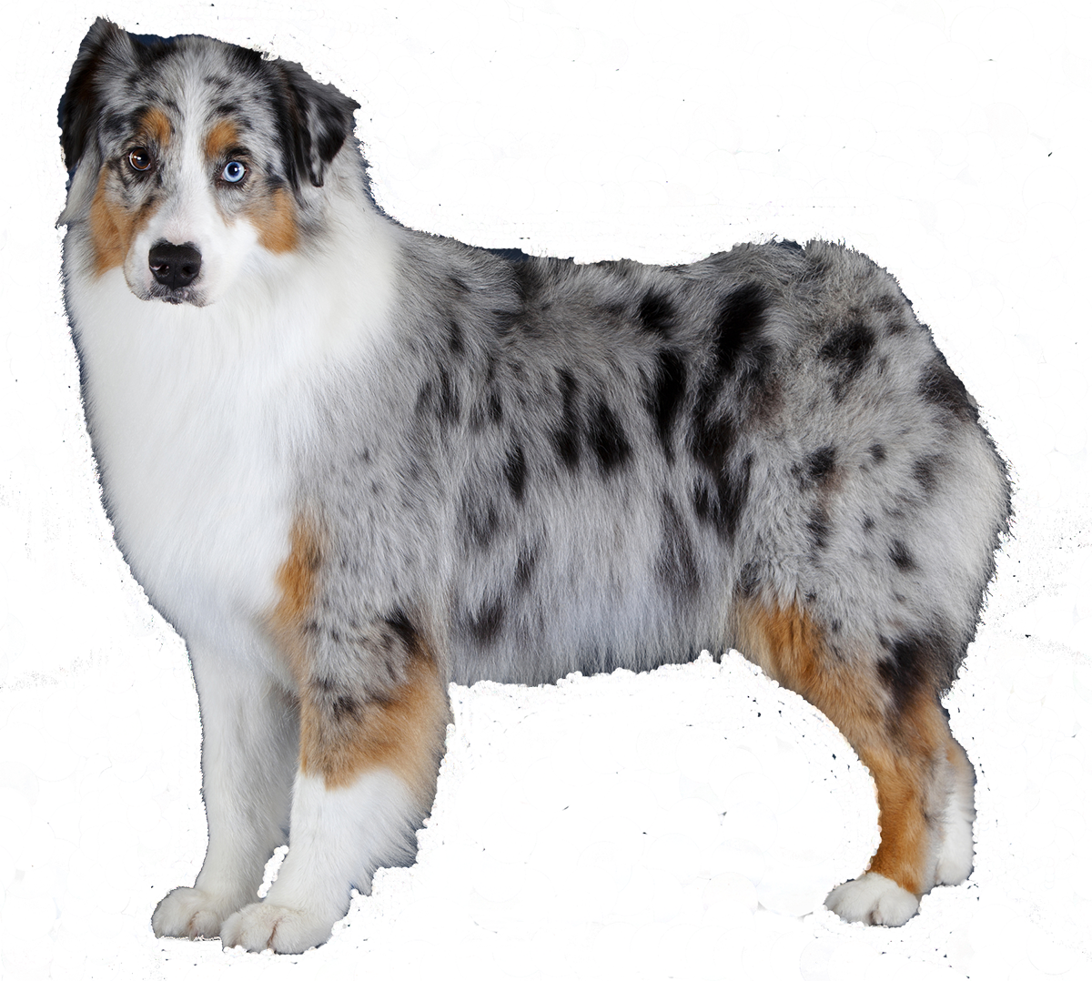 What's Your Favorite Color - Blue Merle Australian Shepherd Png (1200x1078), Png Download