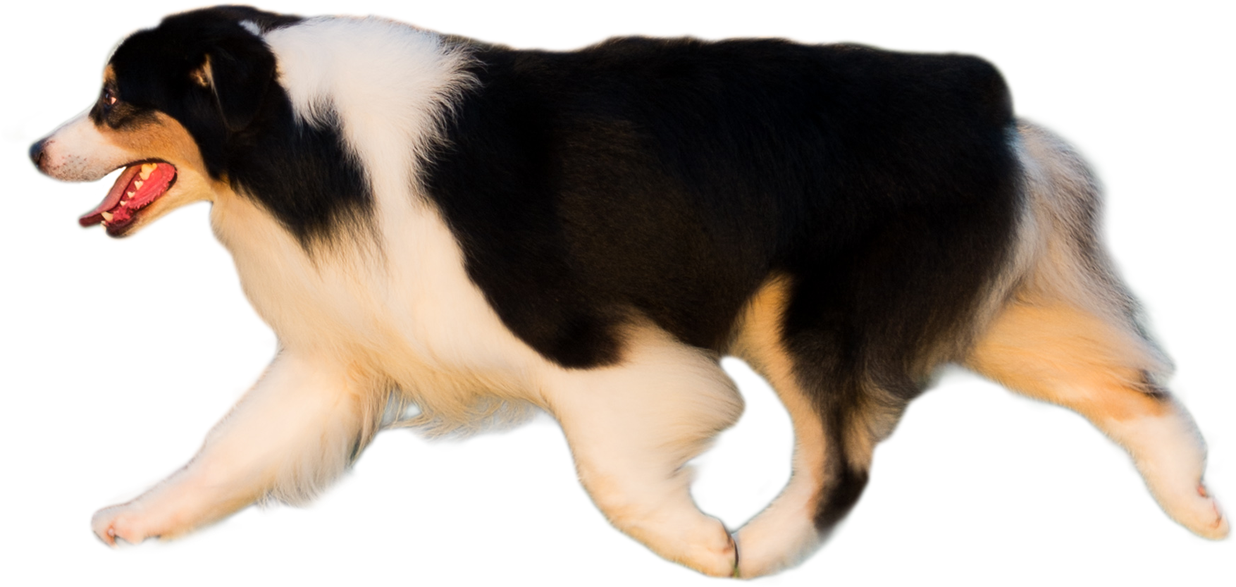 Trump Banner - Companion Dog (1797x929), Png Download