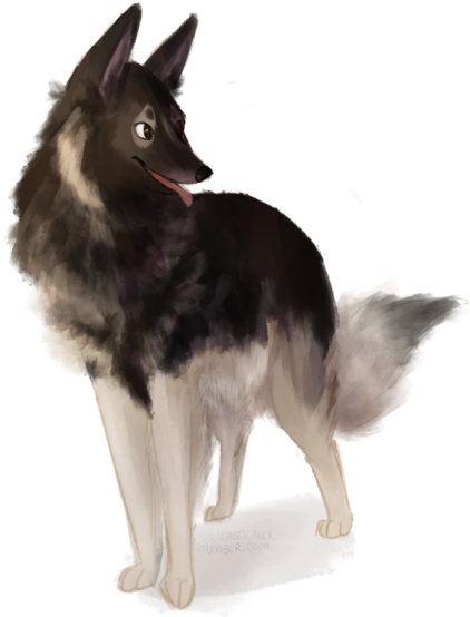 Tyson The Shiloh Shepherd For Tyson On My Mind Shilohs - Dog Catches Something (500x572), Png Download